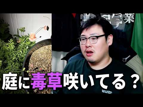 【まさかの事態】庭に置いたパキラの横に”毒草”が咲いてた・・・ thumbnail