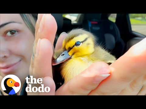 Woman Ruins Her New Shoes And Helps Lost Duckling Find His Family | The Dodo thumbnail