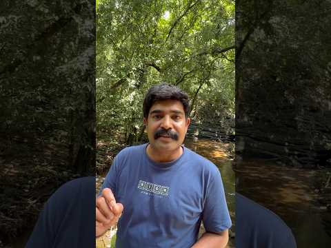 Why Kerala forest is like this ? thumbnail