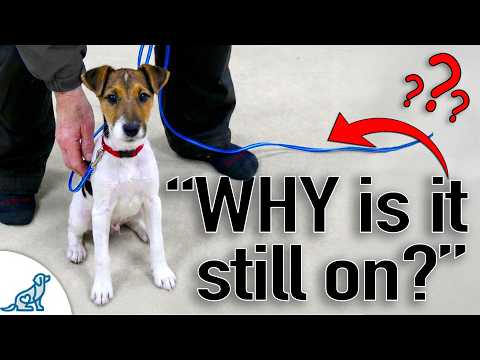 The #1 Reason Your Puppy Should Wear THIS Indoors thumbnail