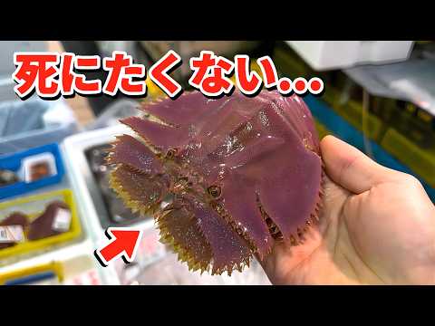 スーパーに売れ残っていた瀕死のエビを飼育してみると… thumbnail