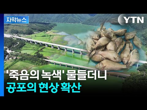 [자막뉴스] 엉뚱한 검사만 반복하더니...'집단 폐사' 현상이 던진 경고 / YTN thumbnail