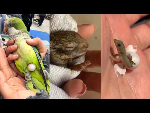 Adoption and Love#lovestory #love #animals #pets #rescue #cute #wildlife #funny #rescueefforts thumbnail