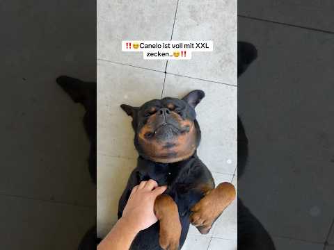 Canelo voll mit zecken 🙊🙈 thumbnail
