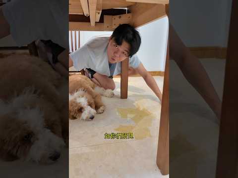 狗尿！作案者就在現場！但我怕拖地越拖越髒 - 寵物吸尿墊 thumbnail
