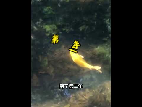 男子意外钓到一只怀孕的母鲤，将其放生后，它竟带着全家来感恩！ #animals #动物救助 #pets #cute #寵物友善日常 #主人 #萌宠 #感人壹幕 thumbnail