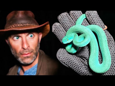 Super Rare Blue Viper Caught! (Gary De'Snake from Zootopia!?) thumbnail