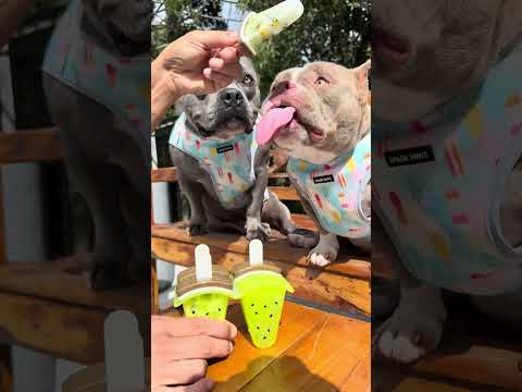Hoje tem Picolé de Kiwi 🥝 com os coletes de resfriamento para refrescar 🐾🐾 thumbnail
