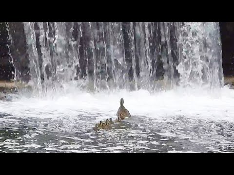 Duck Family 0601F🦆カモ親子🐤水門を登る。魔のブロック地帯を逆引っ越し。育児放棄された雛 | Wildlife Documentary thumbnail