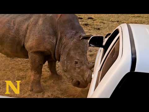 Furious Rhino Lifts the Car Like It’s Nothing ? thumbnail