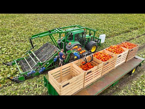 Mechanical Halloween Pumpkin Harvest | De Terp Squashpackers thumbnail