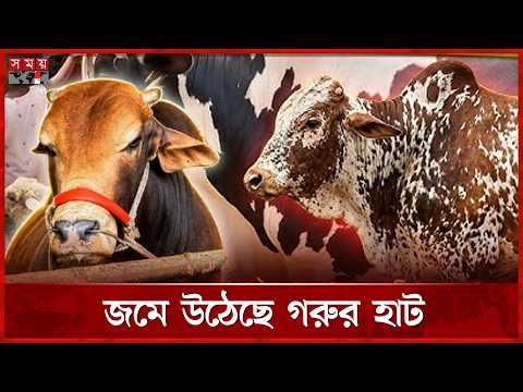 কেমন দামে বিক্রি হচ্ছে মাঝারি আর বড় গরু? | দাম কত | Dam Koto | Qurbani Haat | Tangail |Somoy TV thumbnail