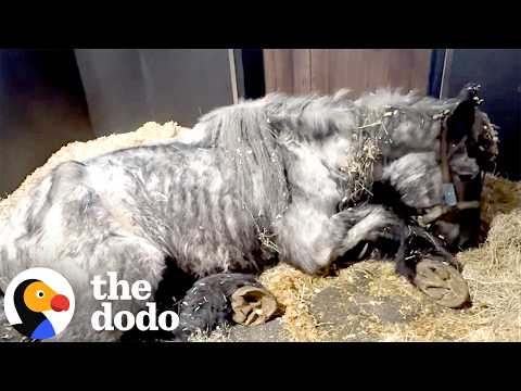 Horse Needed A Crane To Stand — Now Look At Her | The Dodo thumbnail