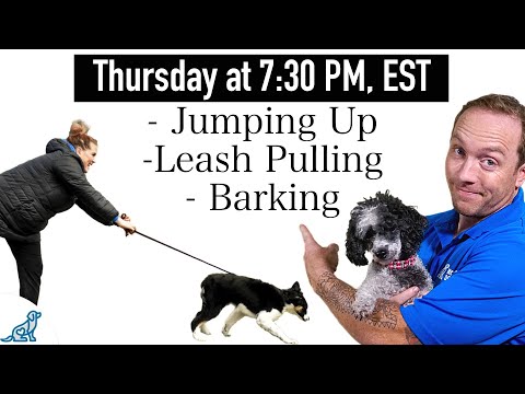 3 Dog Training Steps To Stop ANY Unwanted Behavior! thumbnail