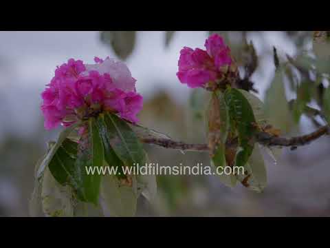 Snowy Himalayan forest with snow-covered Rhododendrons and Himalayan Daphne thumbnail