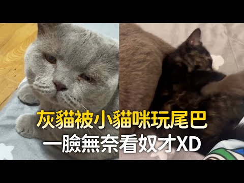 灰貓被小貓咪玩尾巴　一臉無奈看奴才XD thumbnail