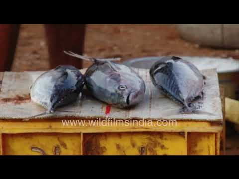 Fish market on Kovalam Beach, Kerala thumbnail