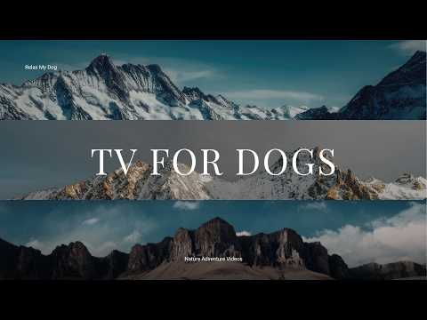 Relaxing Virtual Nature Hikes for Dogs Staying Indoors Calmly thumbnail