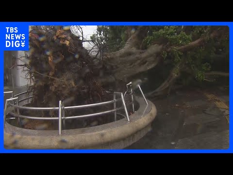 【台風6号】沖縄本島は暴風域に　各地で倒木や停電などの被害　今夜遅くにかけて沖縄本島地方に最接近の見通し｜TBS NEWS DIG thumbnail