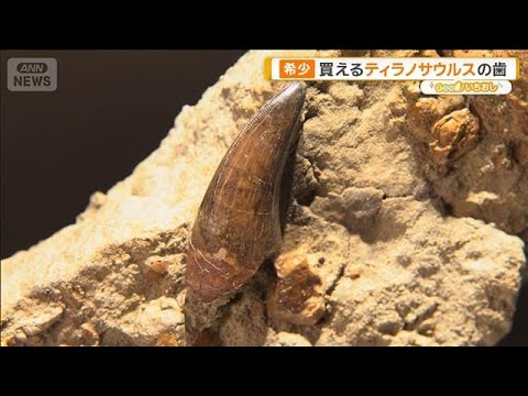 希少な化石が買える店　ティラノサウルスの歯 6千万年前の樹液も【グッド！いちおし】【グッド！モーニング】(2026年5月28日) thumbnail
