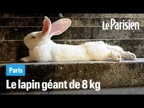 Casper, le lapin géant star de la finale du PSG thumbnail