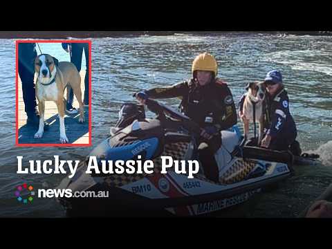 Dog rescued from island by jet ski after being swept off rocks thumbnail