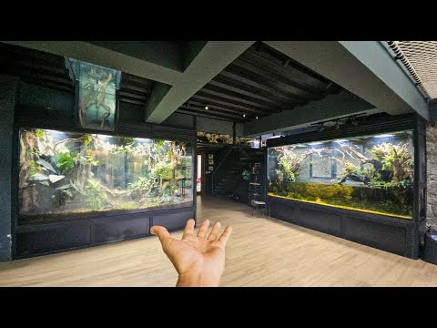 Full Update & Tour of My Vivariums, Ant Room, and Giant Home Aviary thumbnail