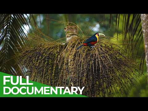 Brazil:  The Pulse Of The Atlantic Forest | Free Documentary Nature thumbnail