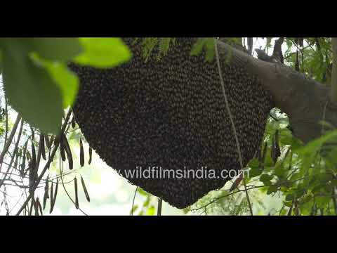 Giant Honey Bee colony hanging from a tree at Wilderness Orchard New Delhi thumbnail