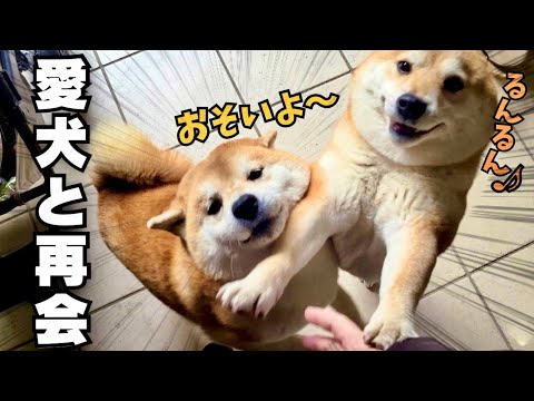 【愛犬と再会】帰宅する度、文句が止まらない柴犬と耳がなくなる妹柴犬 thumbnail