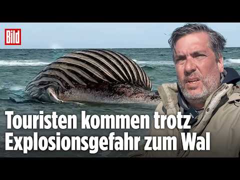 ANHOLT: Touristen nähern sich dem toten Buckelwal! Viele unterschätzen die Gefahr thumbnail