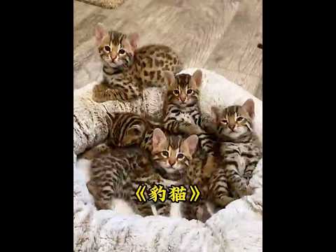 小哥在树洞中捡到一只小猫咪，带回家照顾，最后竟收获一群豹猫 #animals #pets thumbnail