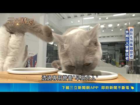 寵物高齡化! 獸醫論壇聚焦飲食.AI導入醫療 ｜三立新聞LIVE thumbnail
