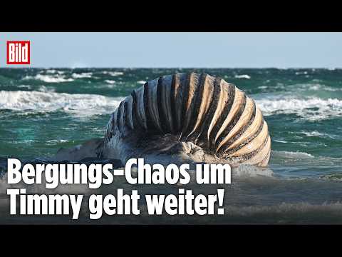 Timmy liegt weiter vor Anholt! Wird sein Kadaver heute endlich geboren? Jetzt LIVE bei BILD thumbnail