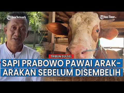 Sapi Presiden Prabowo di Sidrap Berbobot 910 Kg, Disembelih Hari Raya Idul Adha thumbnail