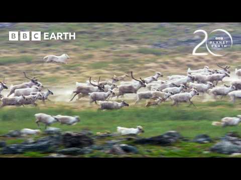 Starving Wolf Hunts Caribou | 20 Years of Planet Earth | BBC Earth thumbnail