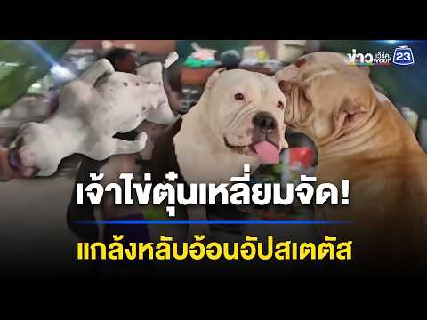 เหลี่ยมจัด! “ไข่ตุ๋น” แกล้งหลับอ้อนให้อุ้ม l ตลาดข่าว - ข่าวเช้าเวิร์คพอยท์ l 3 มิ.ย.69 thumbnail