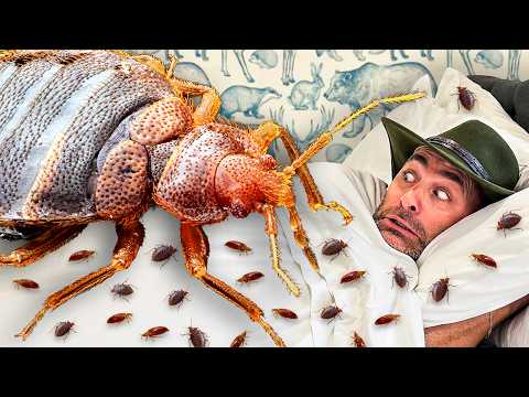 Bitten By Bed Bugs! (So You Don't Have To) thumbnail