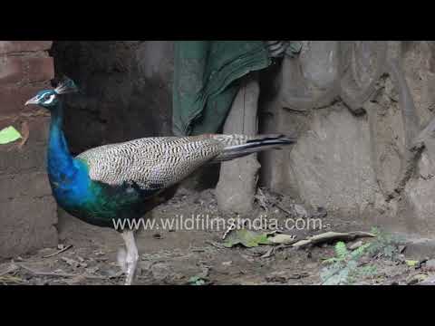 Peacock family in Delhi: Peahen, Peacock, and baby peachick thumbnail