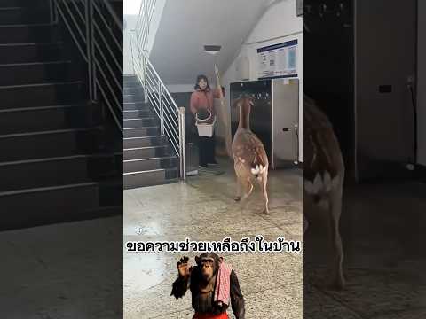 ขอความช่วยเหลือถึงในบ้าน #ความรู้ #น่าสนใจ thumbnail