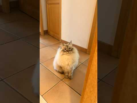 Sacré Aston .. 🐈🤣 thumbnail