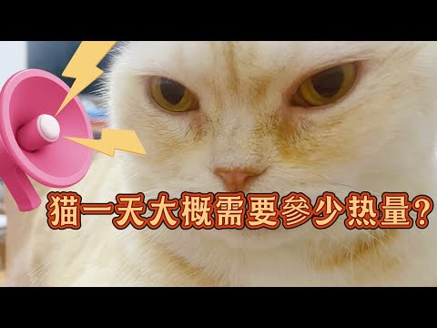 猫咪一天大约需要多少热量？#cat #貓咪日常 #貓咪 #猫咪配餐 #养猫经验分享 #养猫经验分享  thumbnail