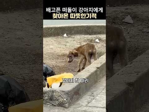 배고픈 길가위 강아지에게 찾아온 따듯한기적#강아지구조#감동 동물 thumbnail