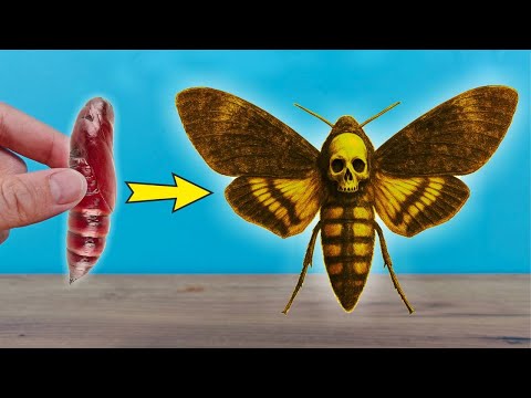 ¿Cómo criar la MARIPOSA mas ESPELUZNANTE del mundo? ¡La esfinge calavera! thumbnail