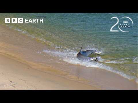 The Unique Trick Dolphins Use to Hunt | 20 Years of Planet Earth | BBC Earth thumbnail