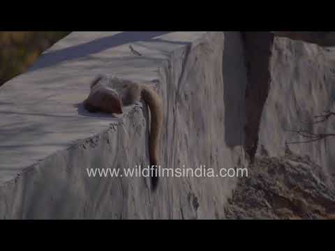 Indian grey mongoose resting at Jhalana Leopard Safari Park thumbnail