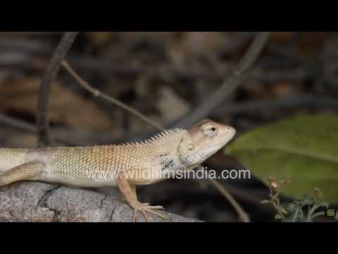 The Oriental Garden Lizard displays its spiny crest in forest habitat thumbnail