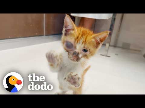 Couple On Vacation Brings A Stray Cat Back to Their Airbnb | The Dodo thumbnail