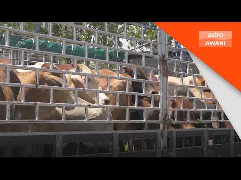 Isu tembak lembu: Ini penjelasan Mufti Mohd Asri thumbnail
