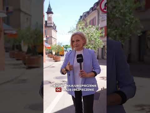 UBEZPIECZENIE OC NA KROWĘ? thumbnail